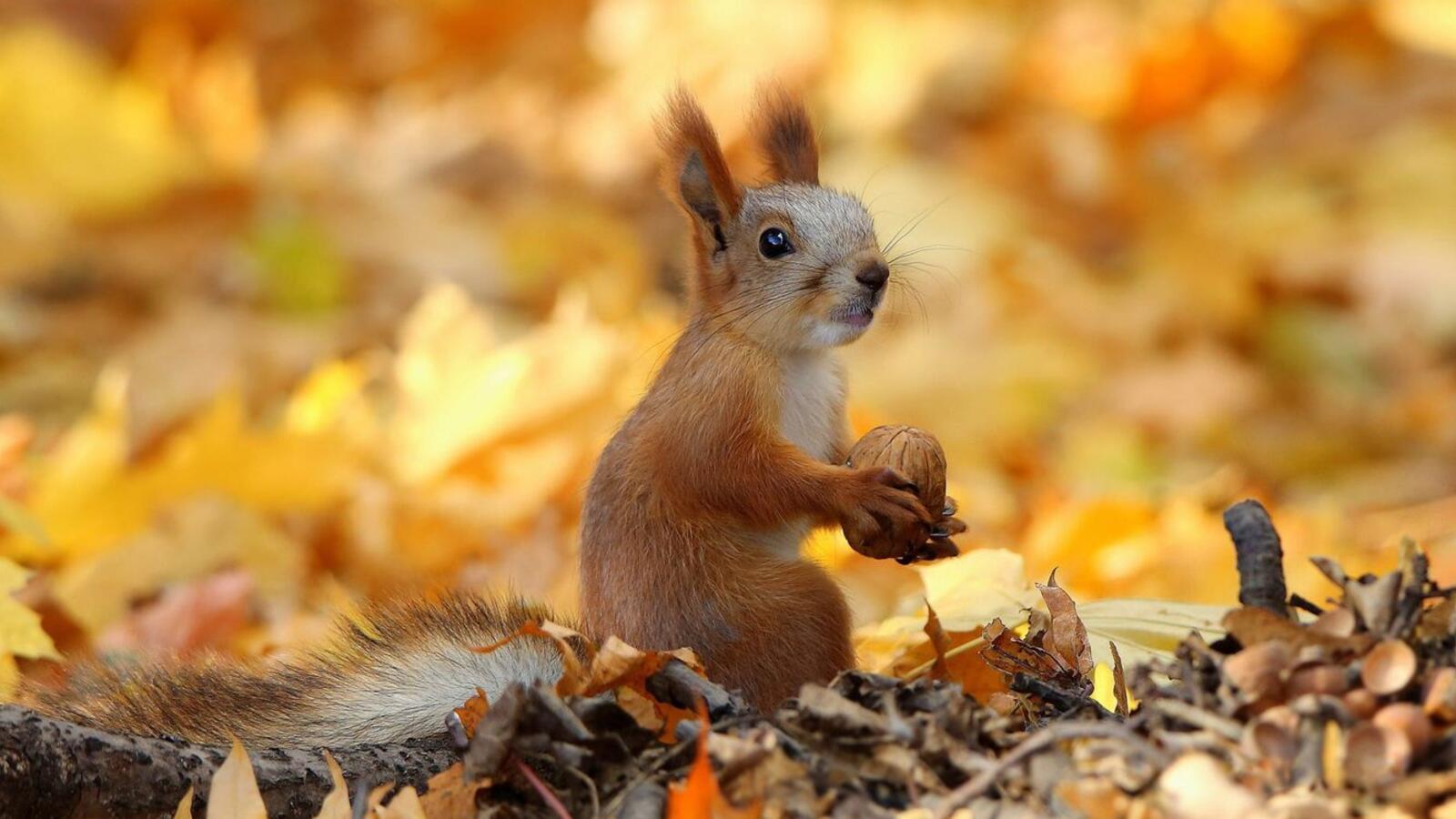 Wallpapers squirrel rodent autumn on the desktop