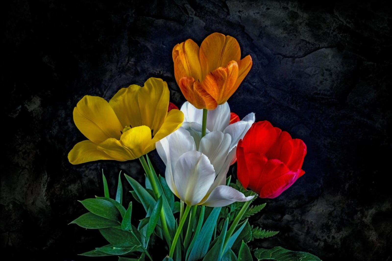 Обои тюльпаны букет тюльпанов флора на рабочий стол