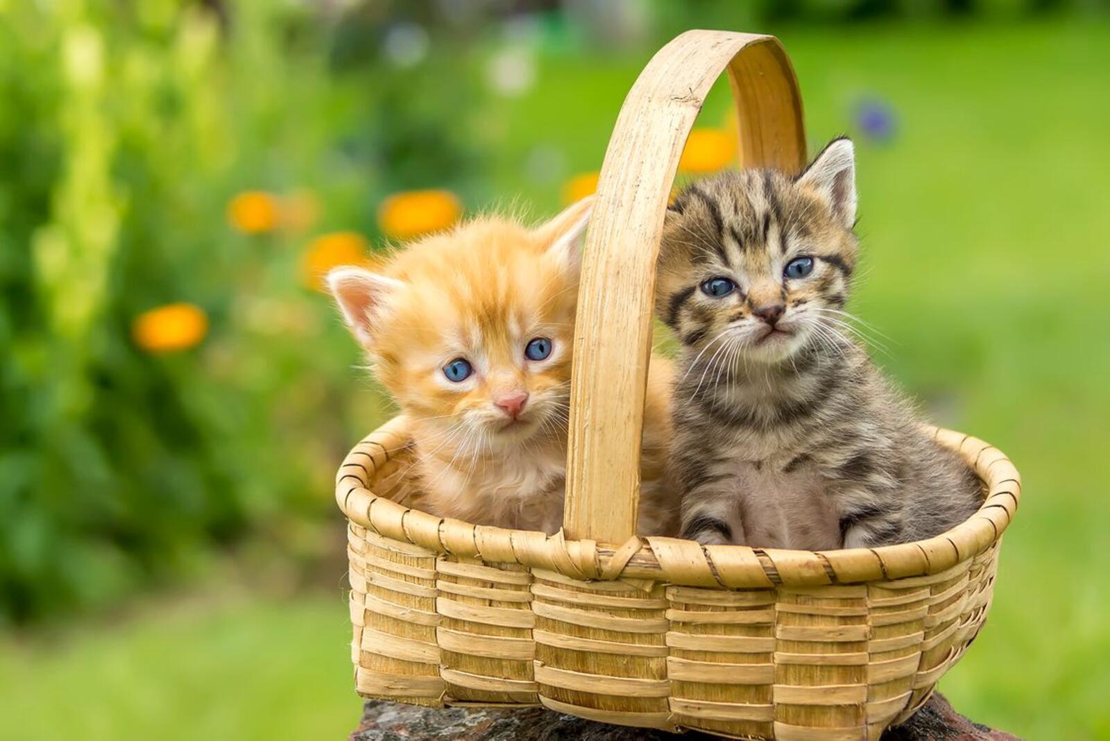 免费照片美丽的小猫在一个篮子里
