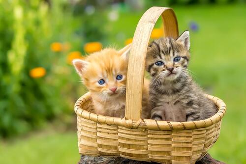 Beautiful kittens in a basket