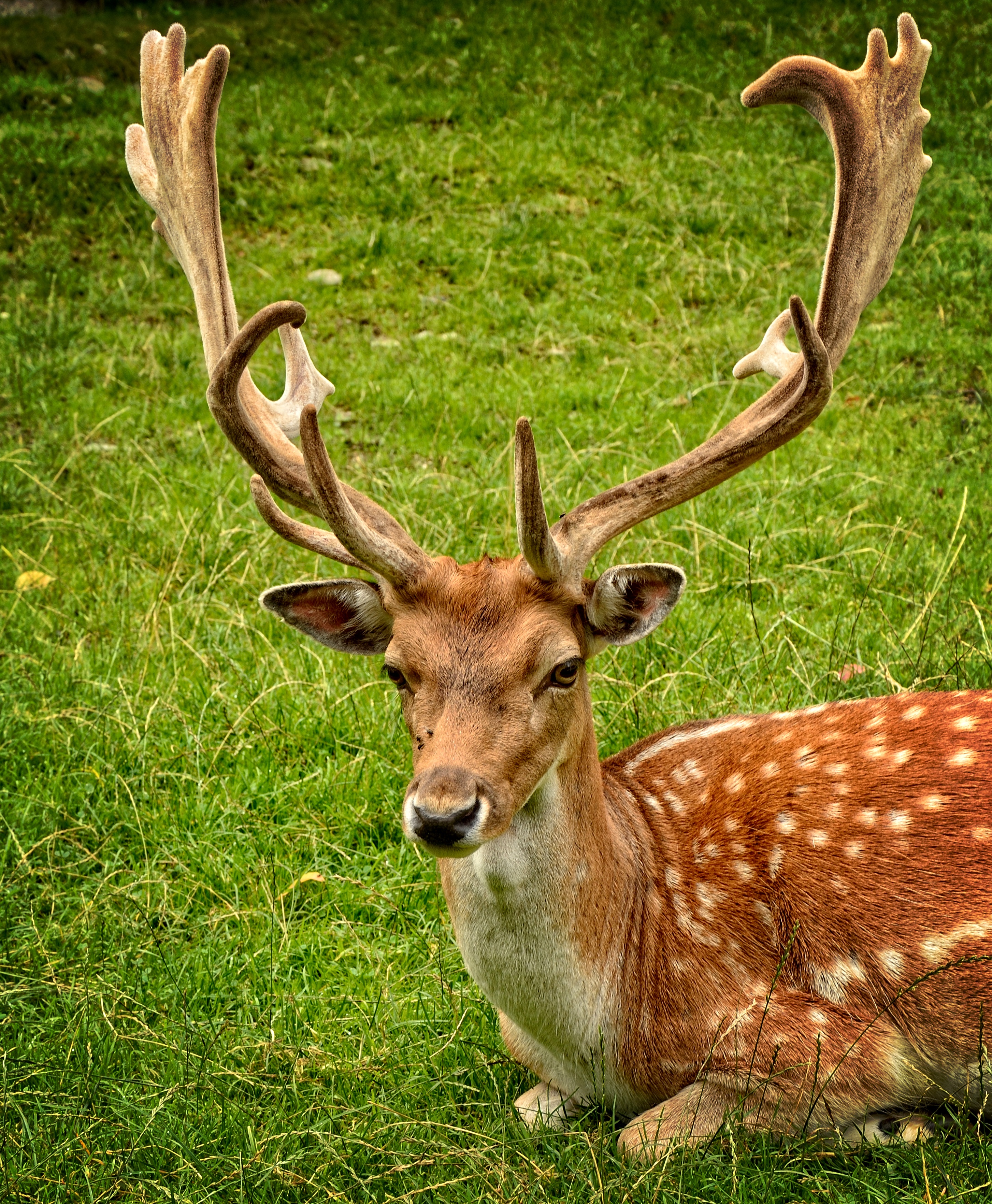 Free photo A deer lies on a green lawn
