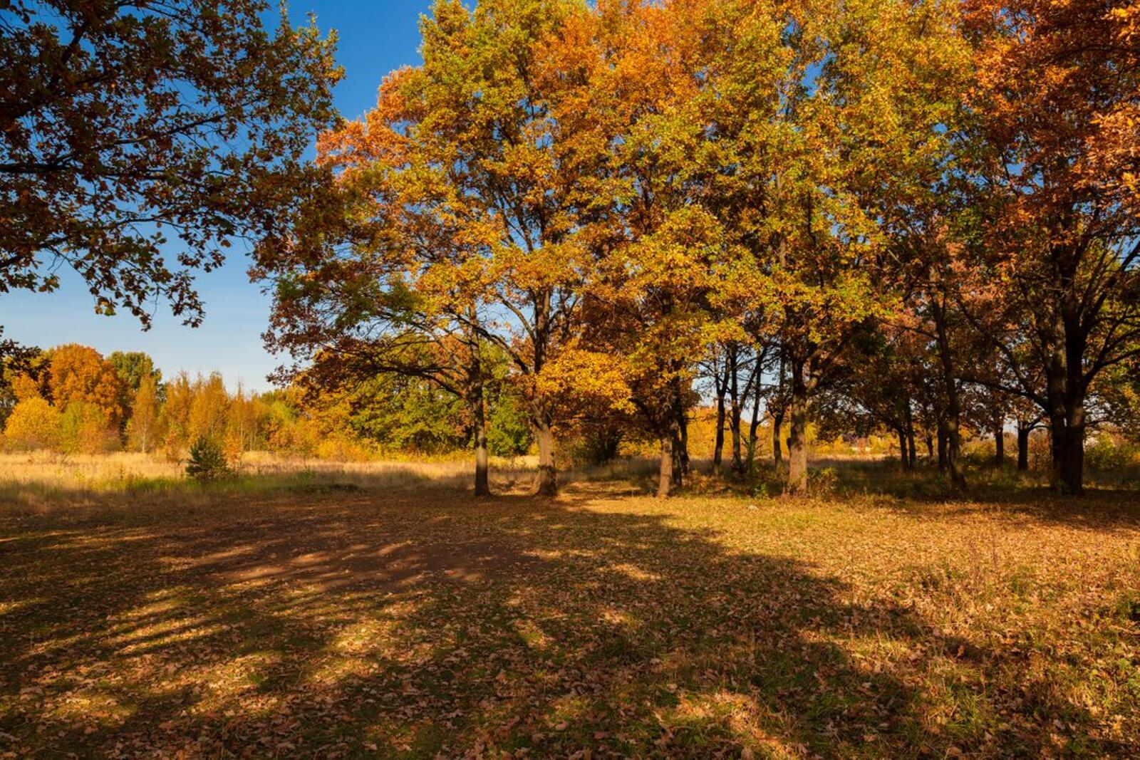 Бесплатное фото Осенние дубы