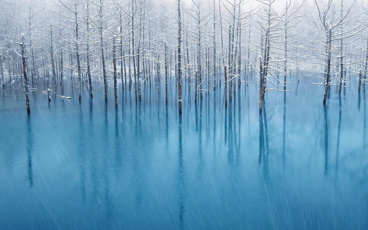 Trees stand in a frozen lake