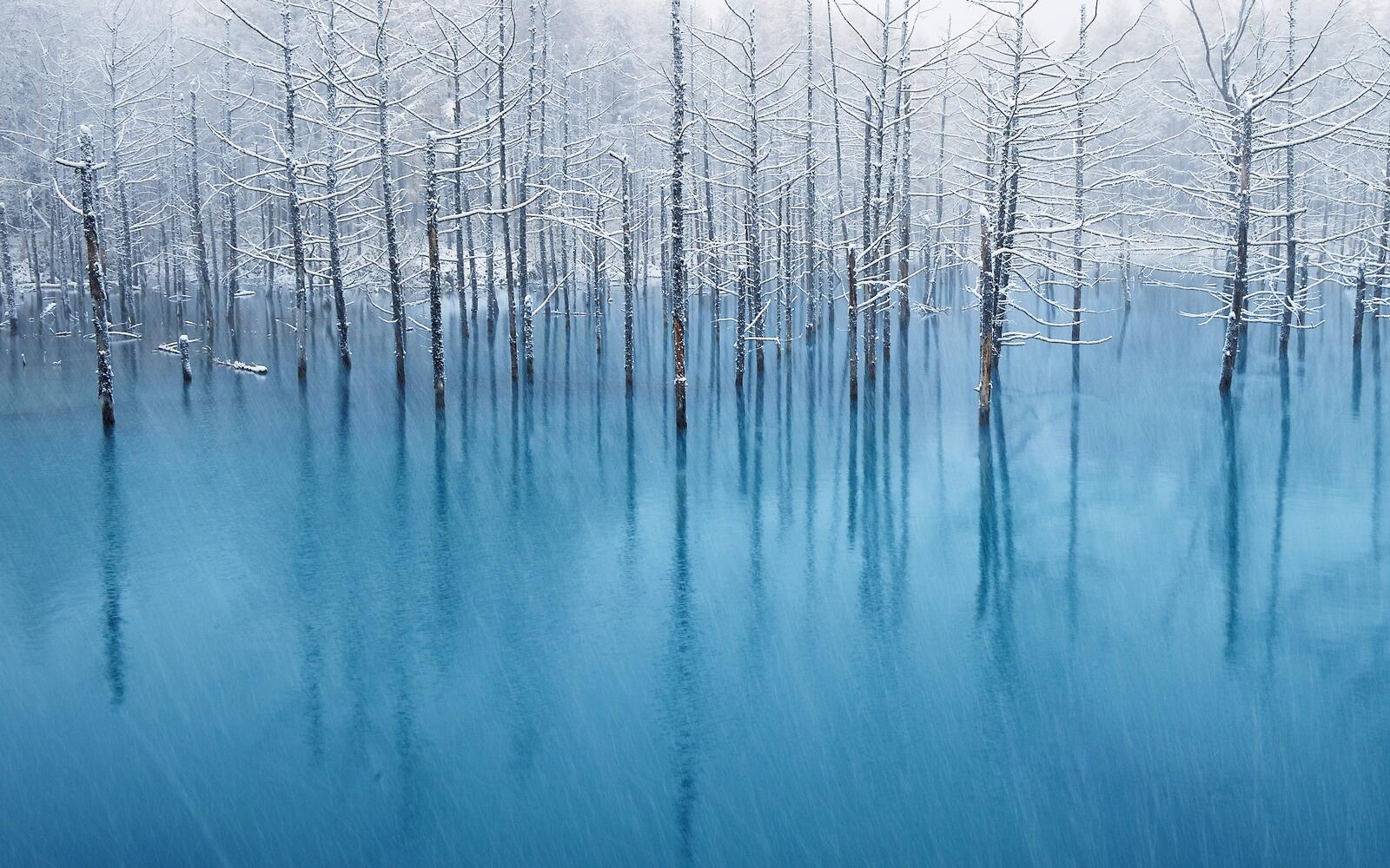 Бесплатное фото Деревья стоят в замерзшем озере