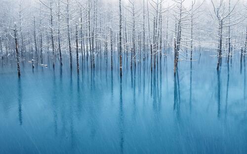 Trees stand in a frozen lake