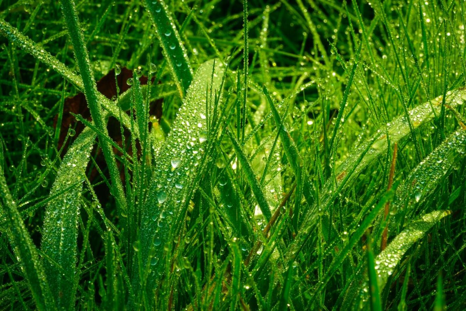 Wallpapers grass plant dew on the desktop