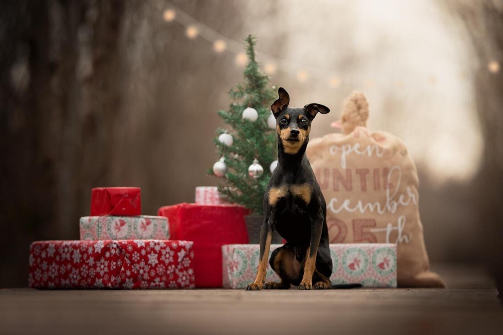 Wallpapers gifts dogs holiday on the desktop