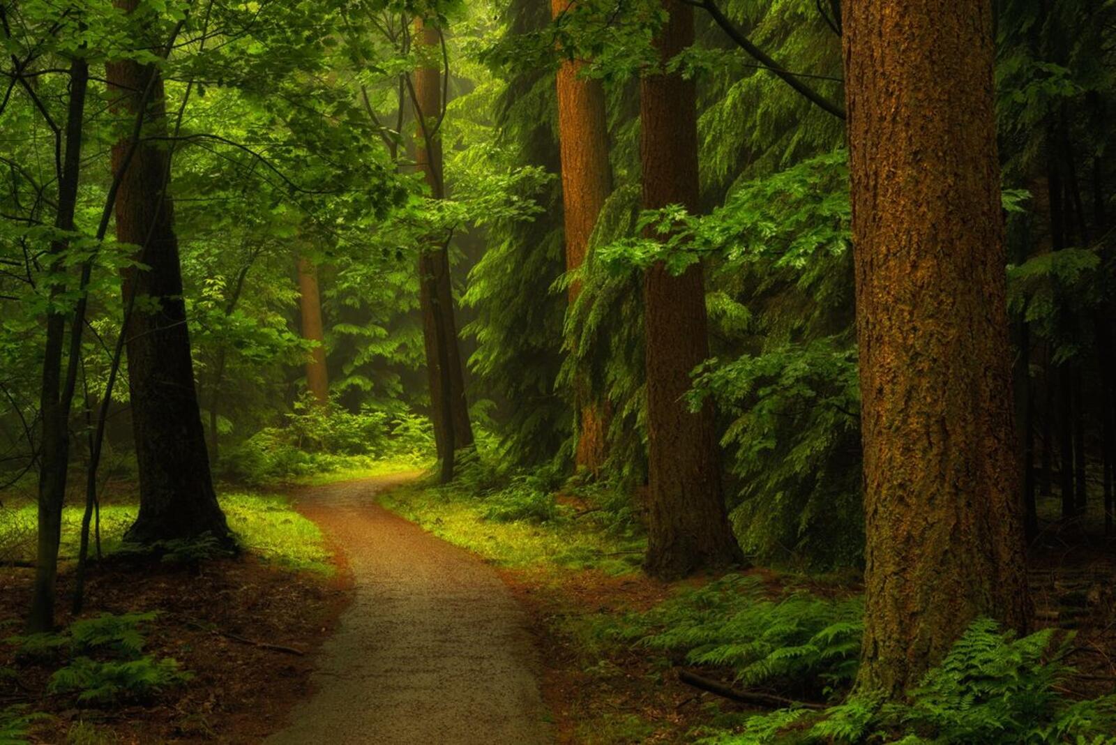 Обои дорога по лесу дорога зеленые листья на рабочий стол