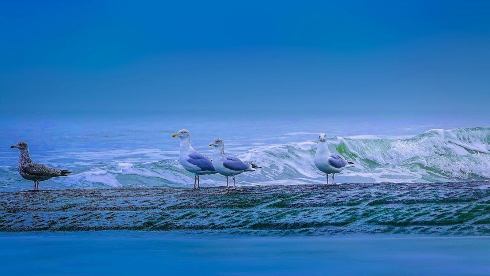 Wallpapers sea pier birds on the desktop