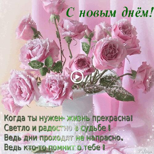 bouquet of roses pink roses happy new day