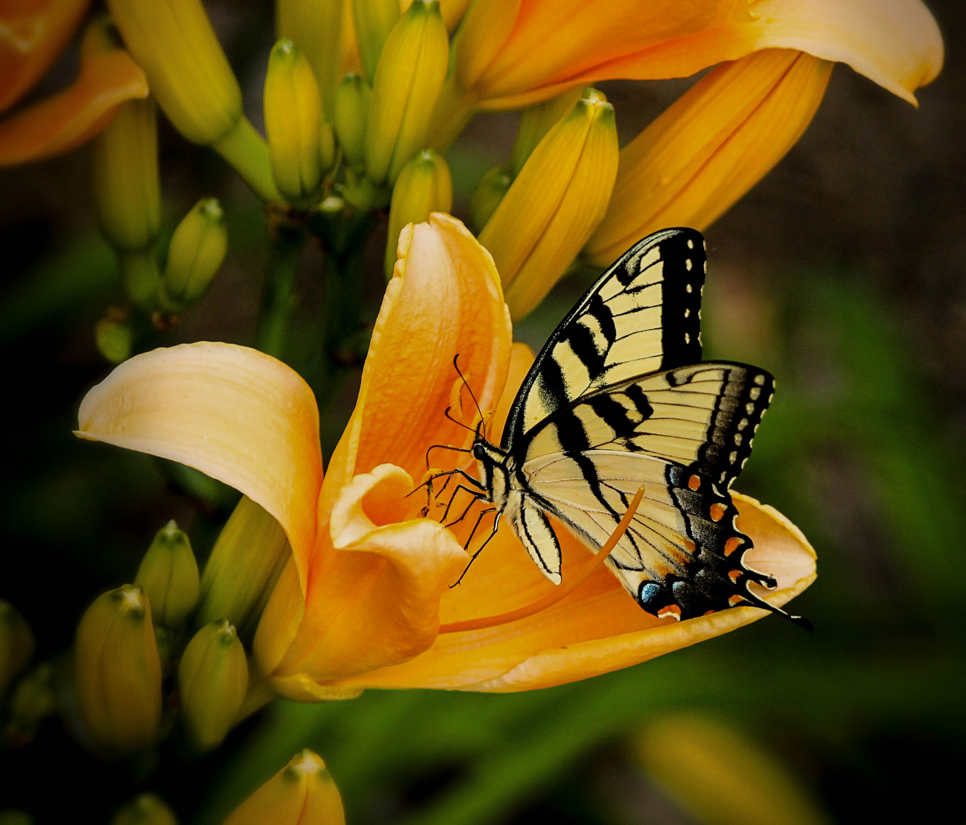 Фото бесплатно ароматный, бабочка, растение
