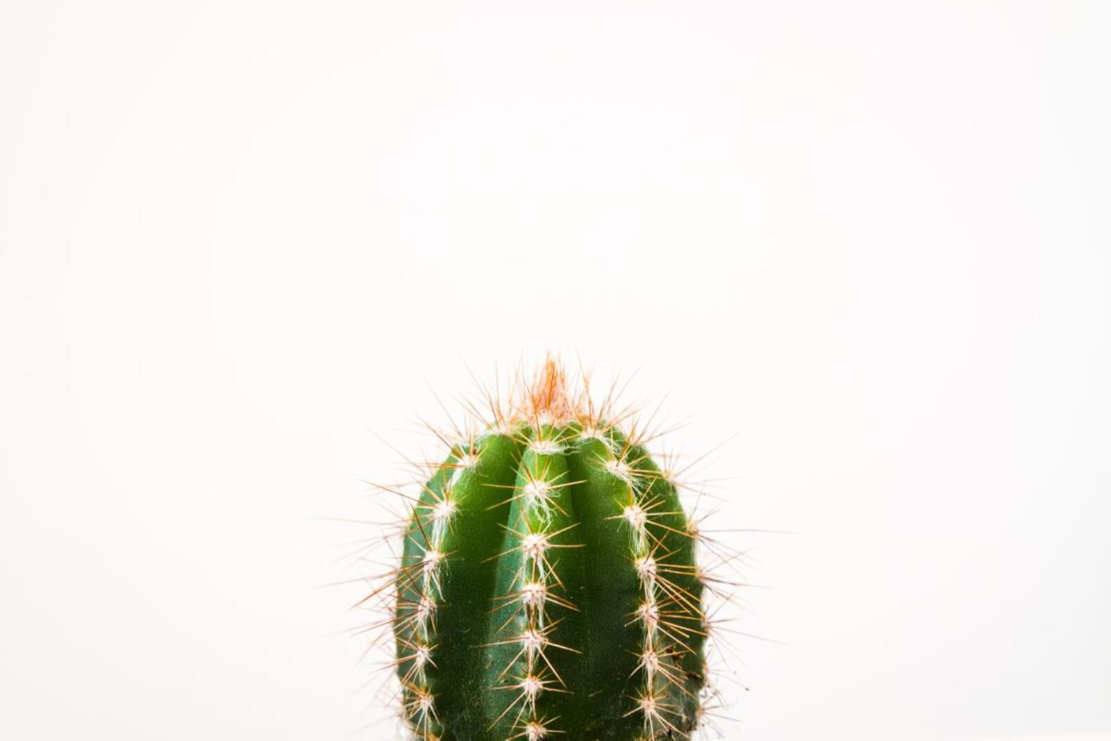 Wallpapers plant green cactus on the desktop