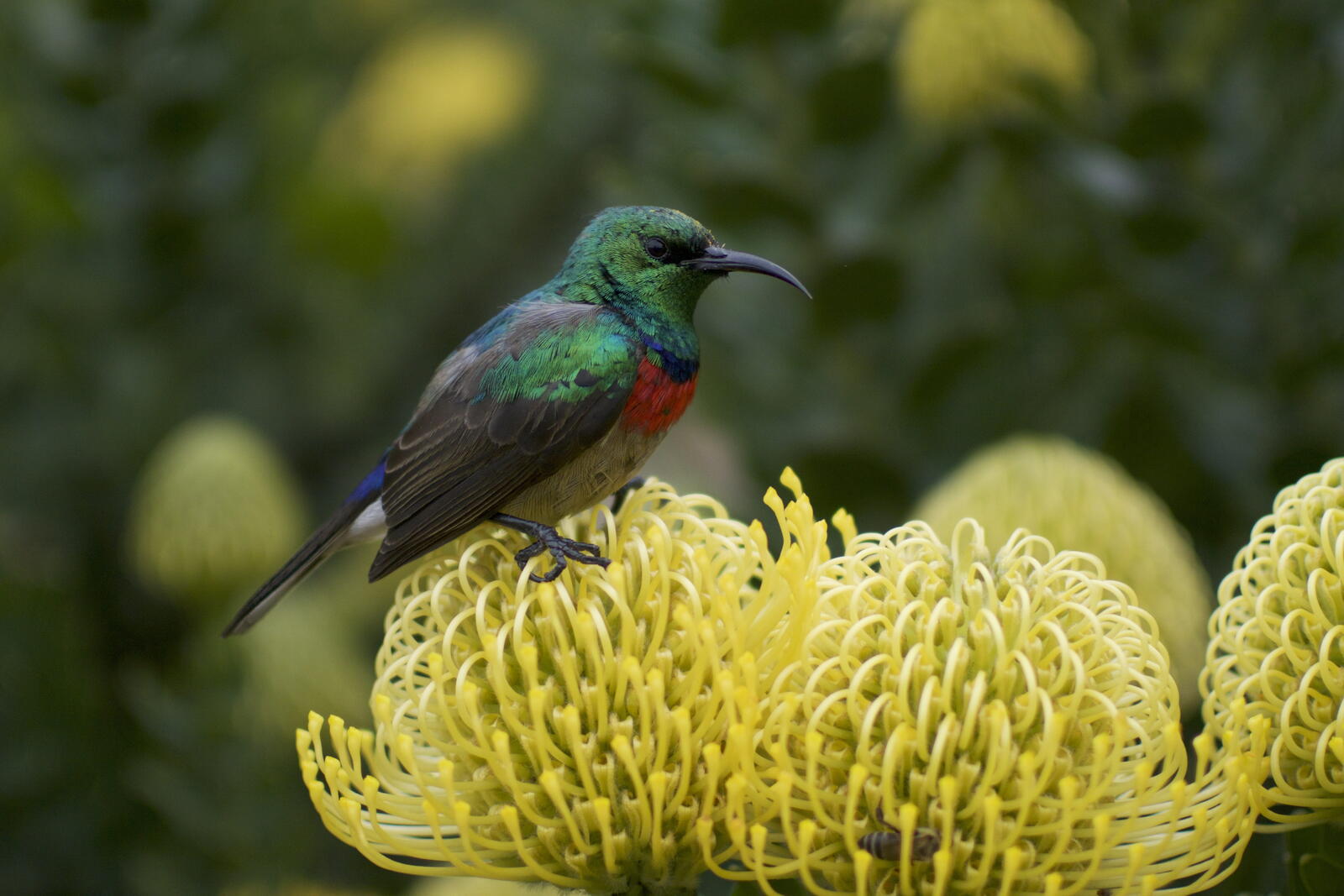Free photo A sunbird sits on a yellow flower