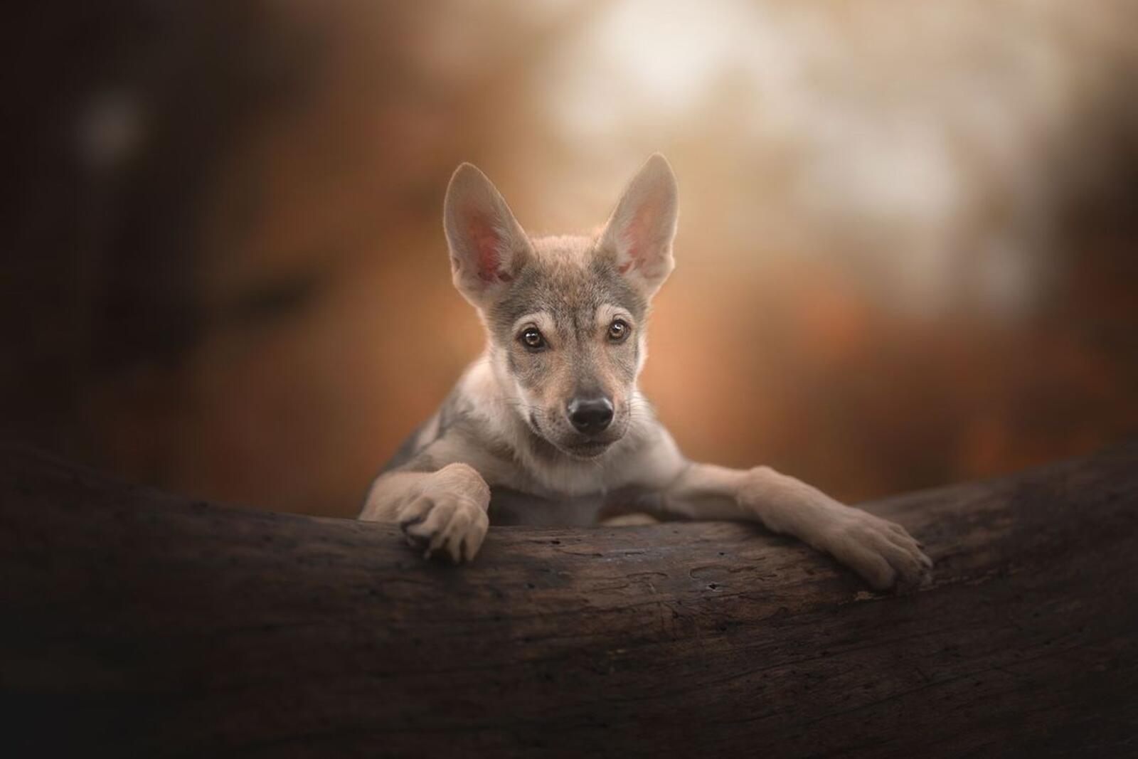 Обои щенок чехословацкий волк собака портрет на рабочий стол
