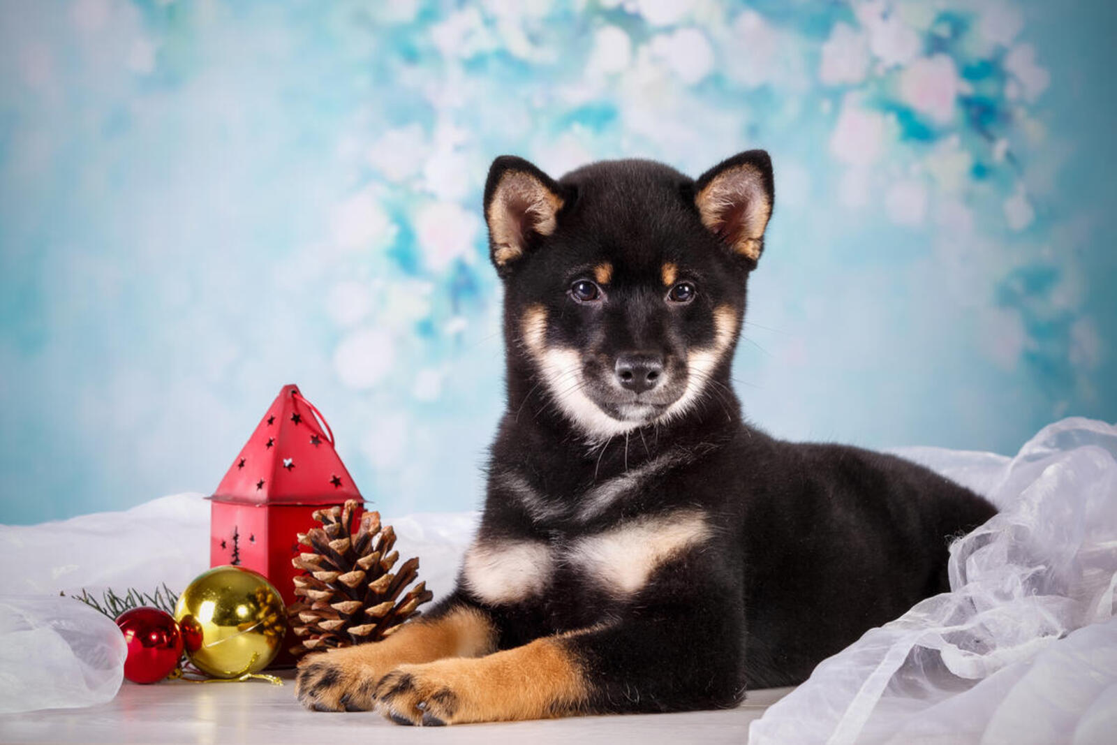 Обои рождественские шары собака пёс на рабочий стол