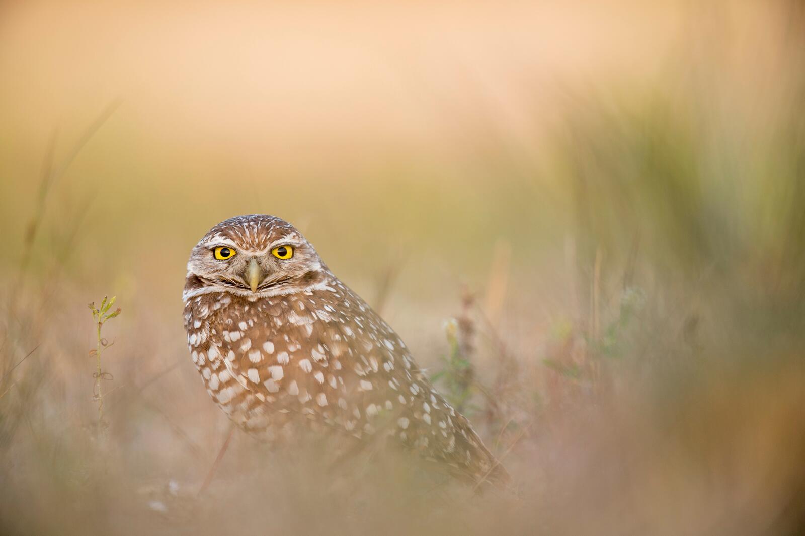 Wallpapers owl fauna wildlife on the desktop