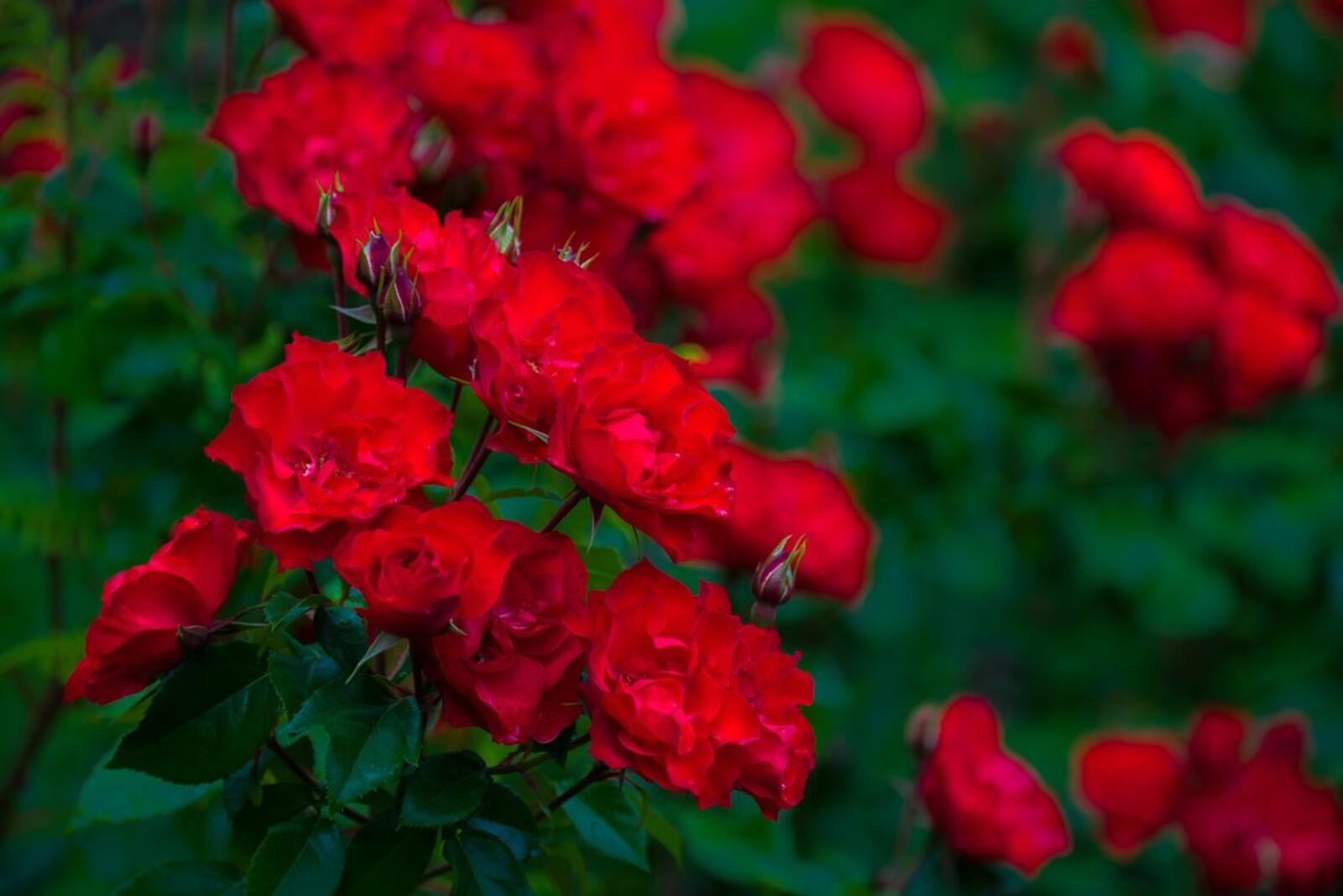 免费照片免费屏幕保护程序玫瑰，玫瑰，树枝