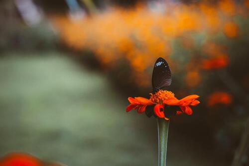 A black butterfly sits on an orange flower