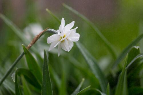 White daffodils in the rain