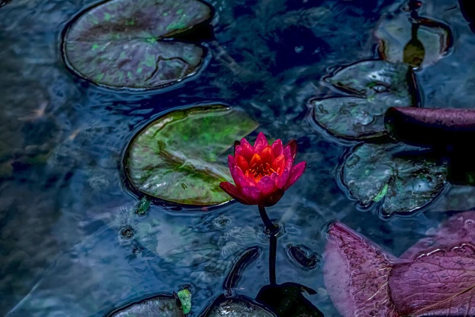 Wallpapers red flower body of water river on the desktop