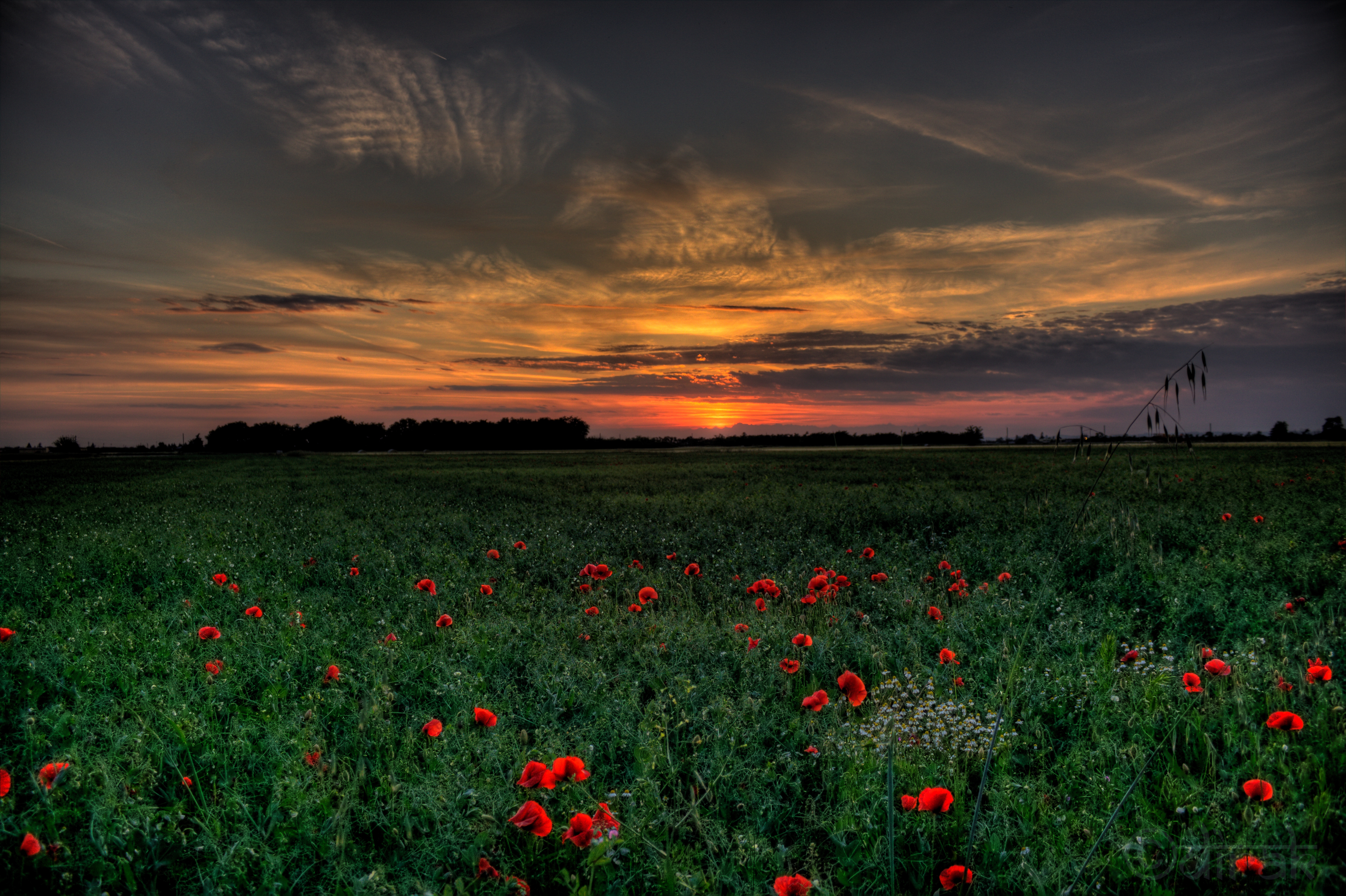 Sunset on a field of red flowers