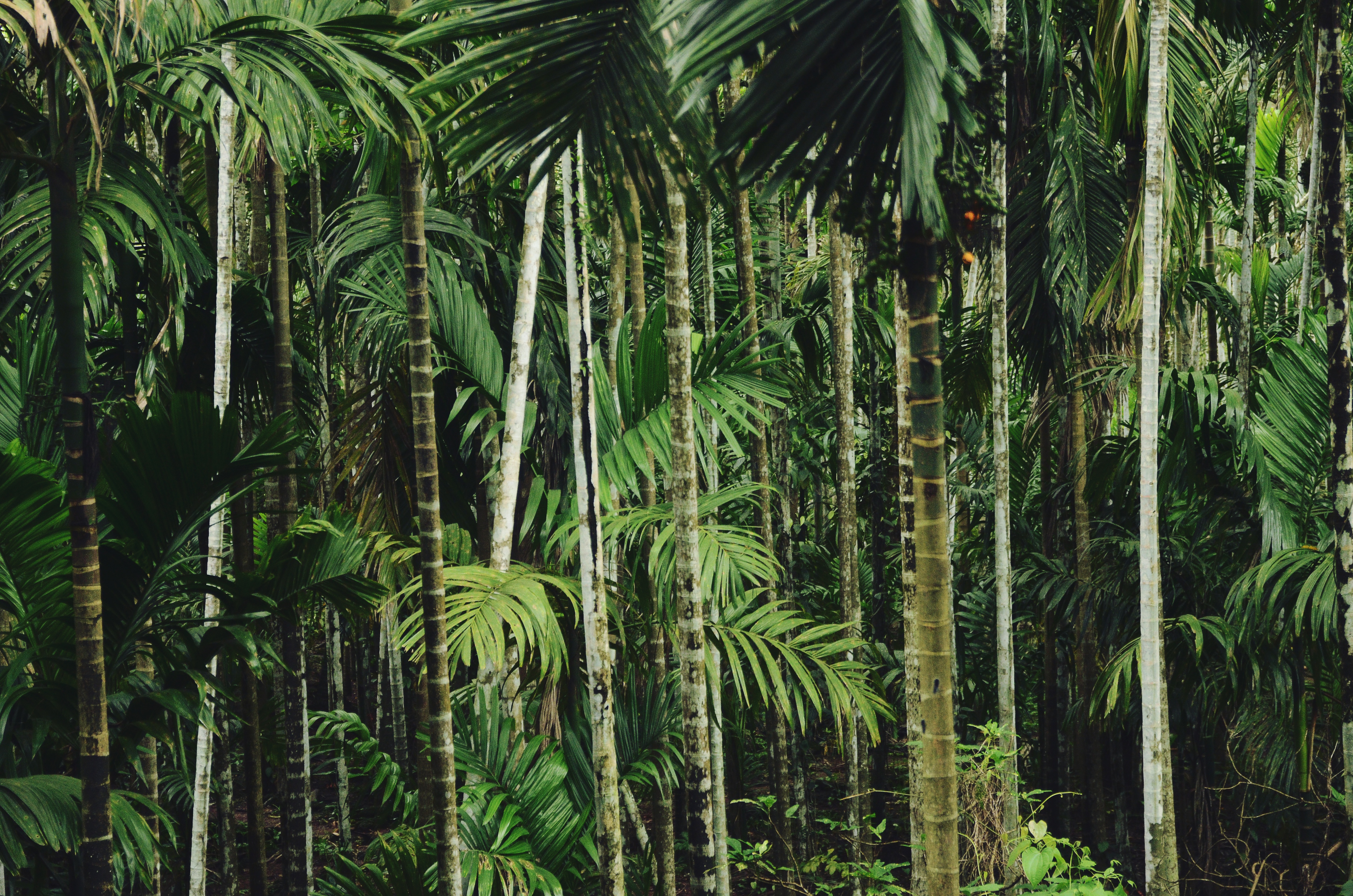 Пальма-Лиана тропических лесов