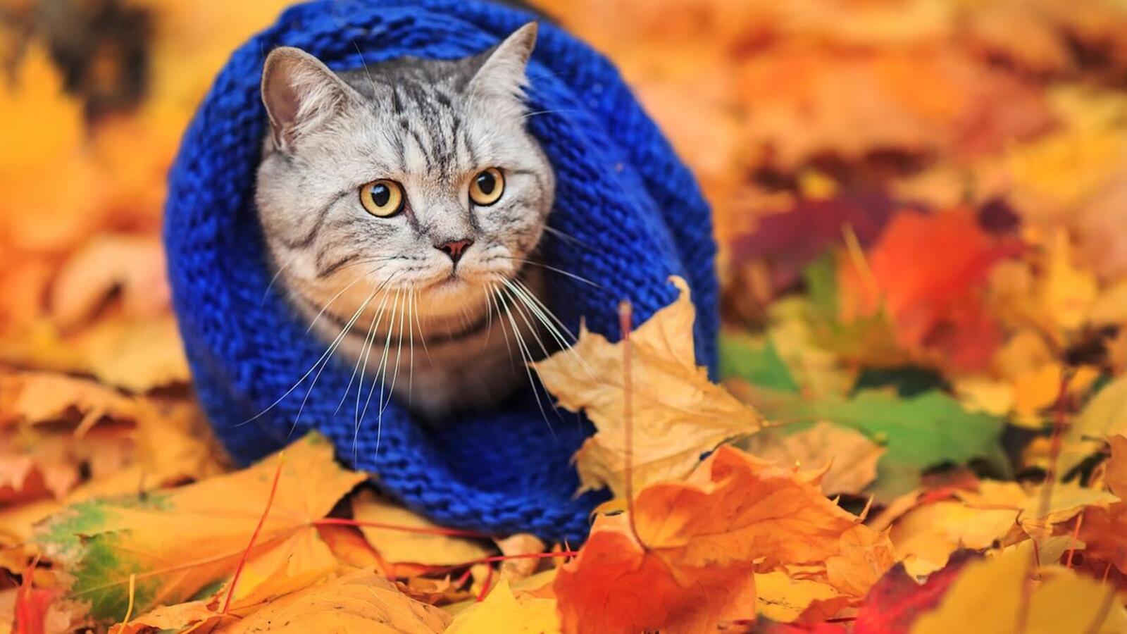 Wallpapers wallpaper funny cat leaves cute on the desktop