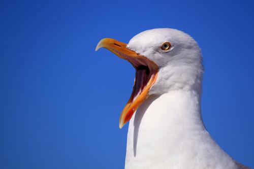 An open-beaked gull