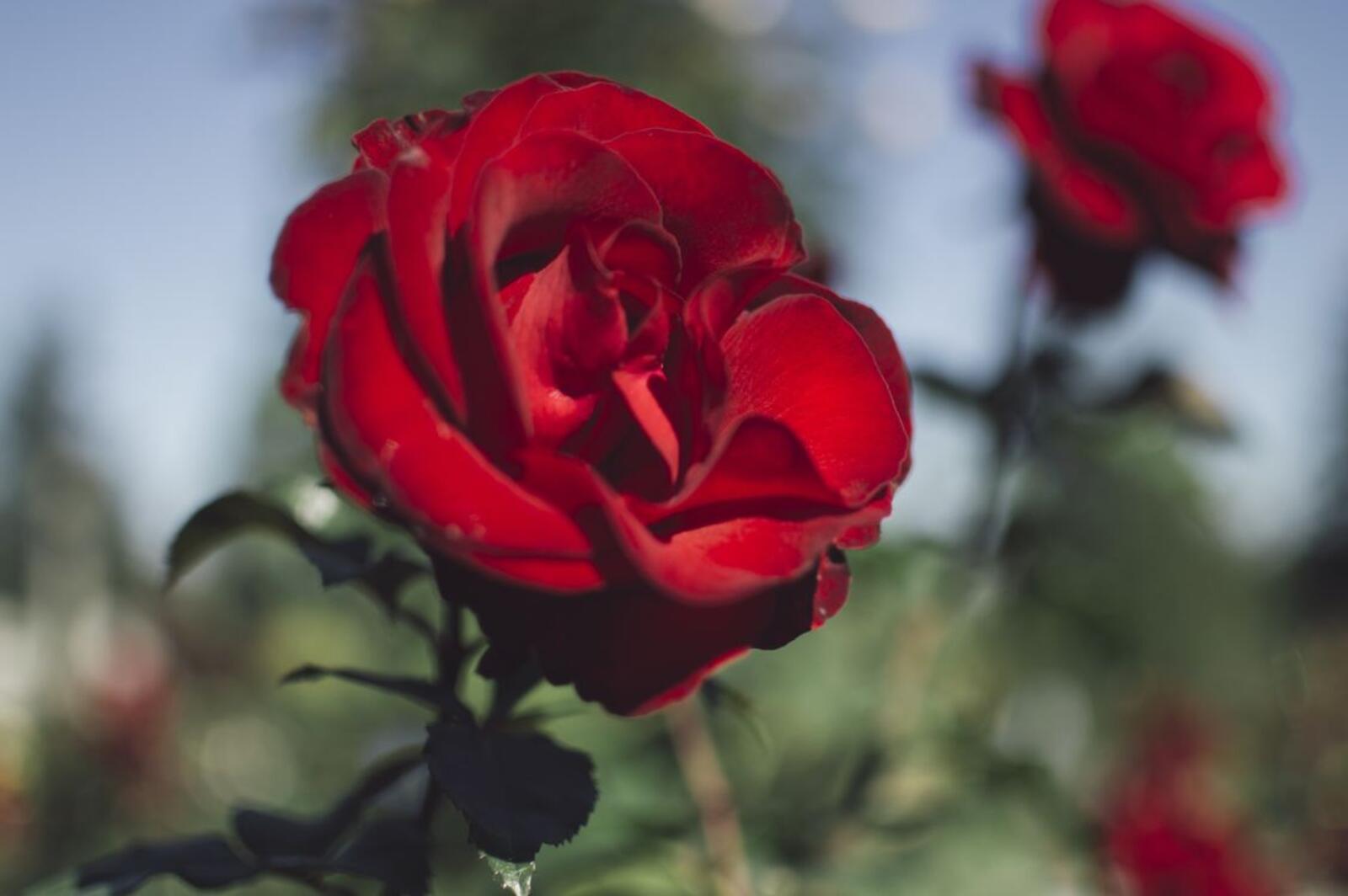 Обои красные розы лепестки размытый фон на рабочий стол