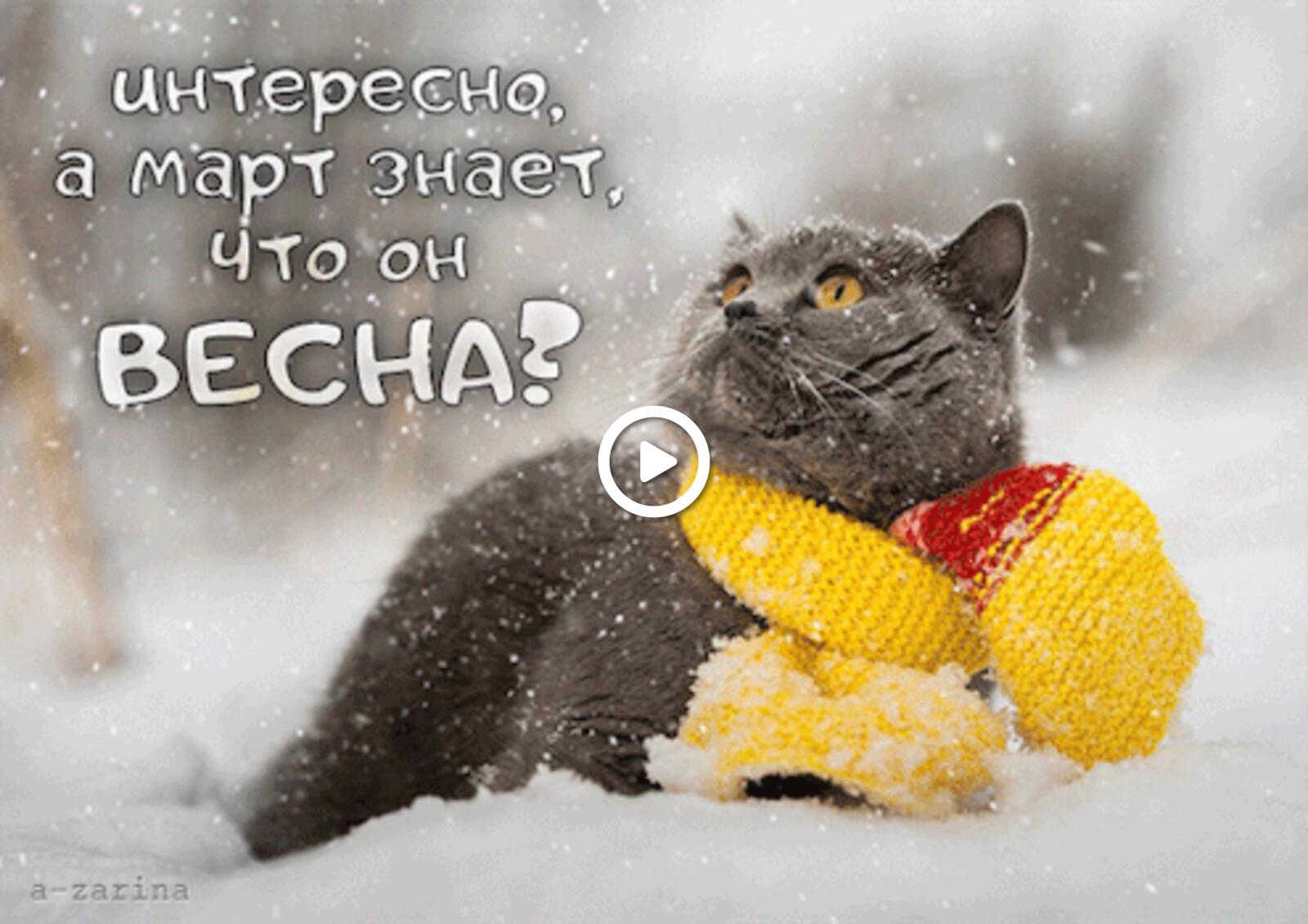 Открытка на тему весна кот снег бесплатно
