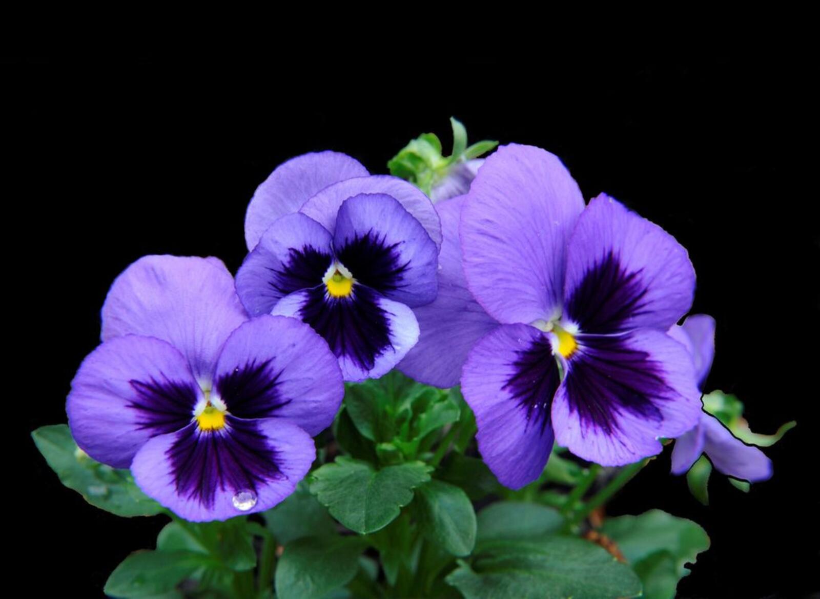 桌面上的壁纸维奥拉 三色紫罗兰 鲜花