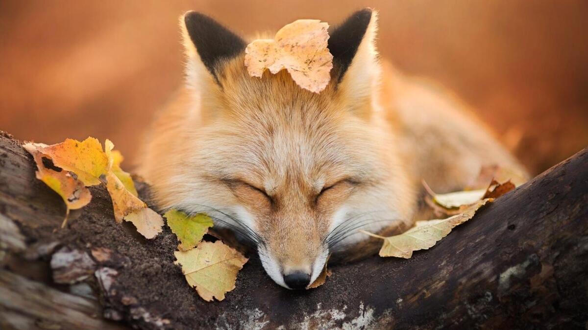 A fox under the fall leaves