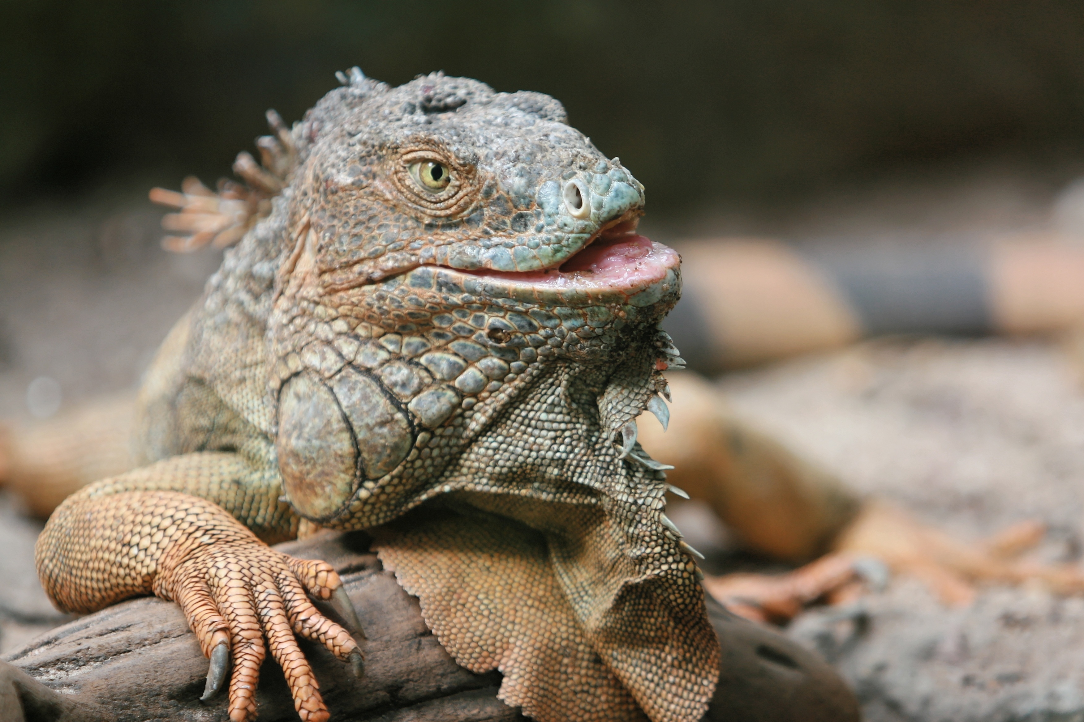 Free photo Close-up of an iguana
