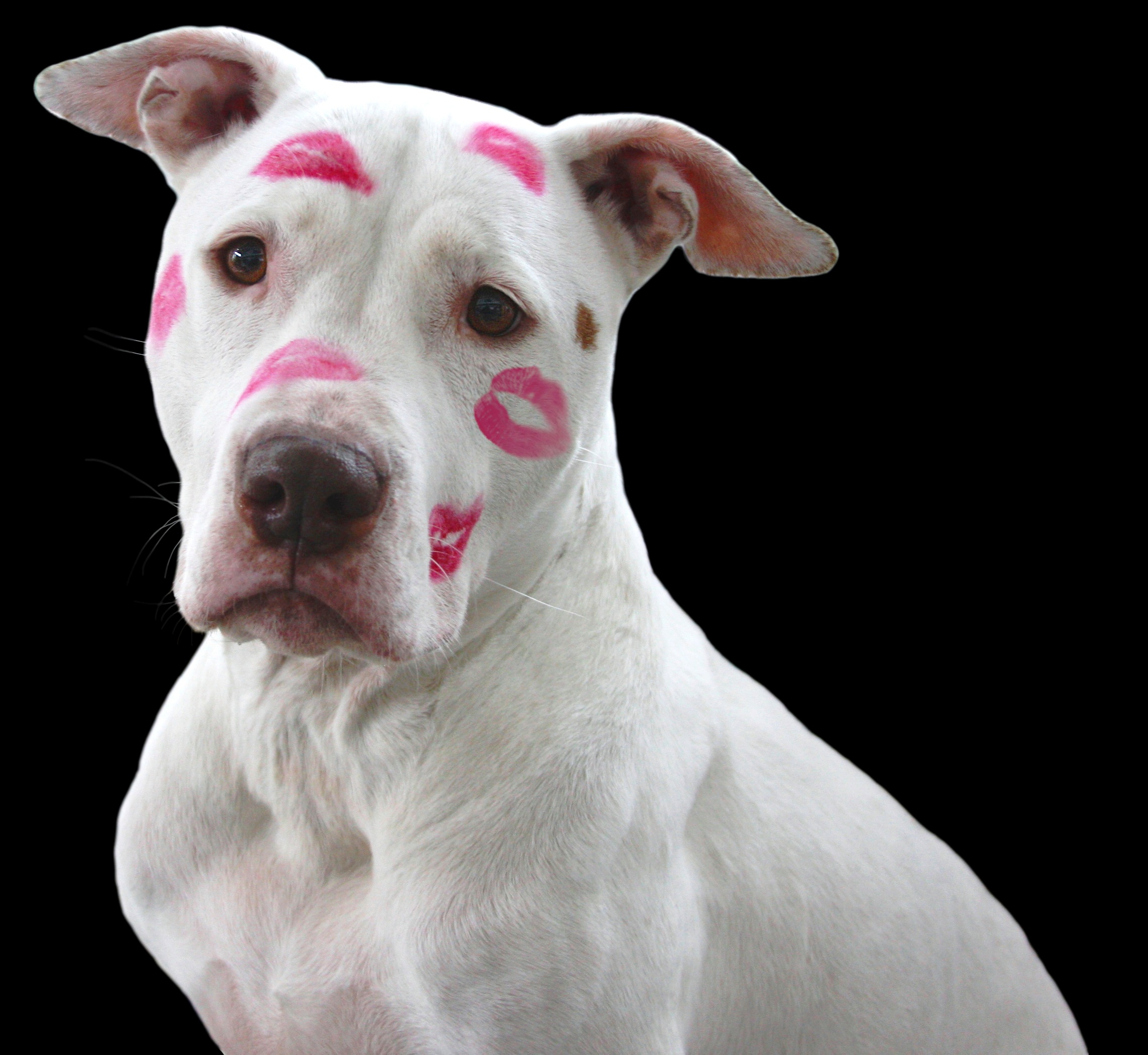 Wallpapers guard dog kiss lipstick on the desktop
