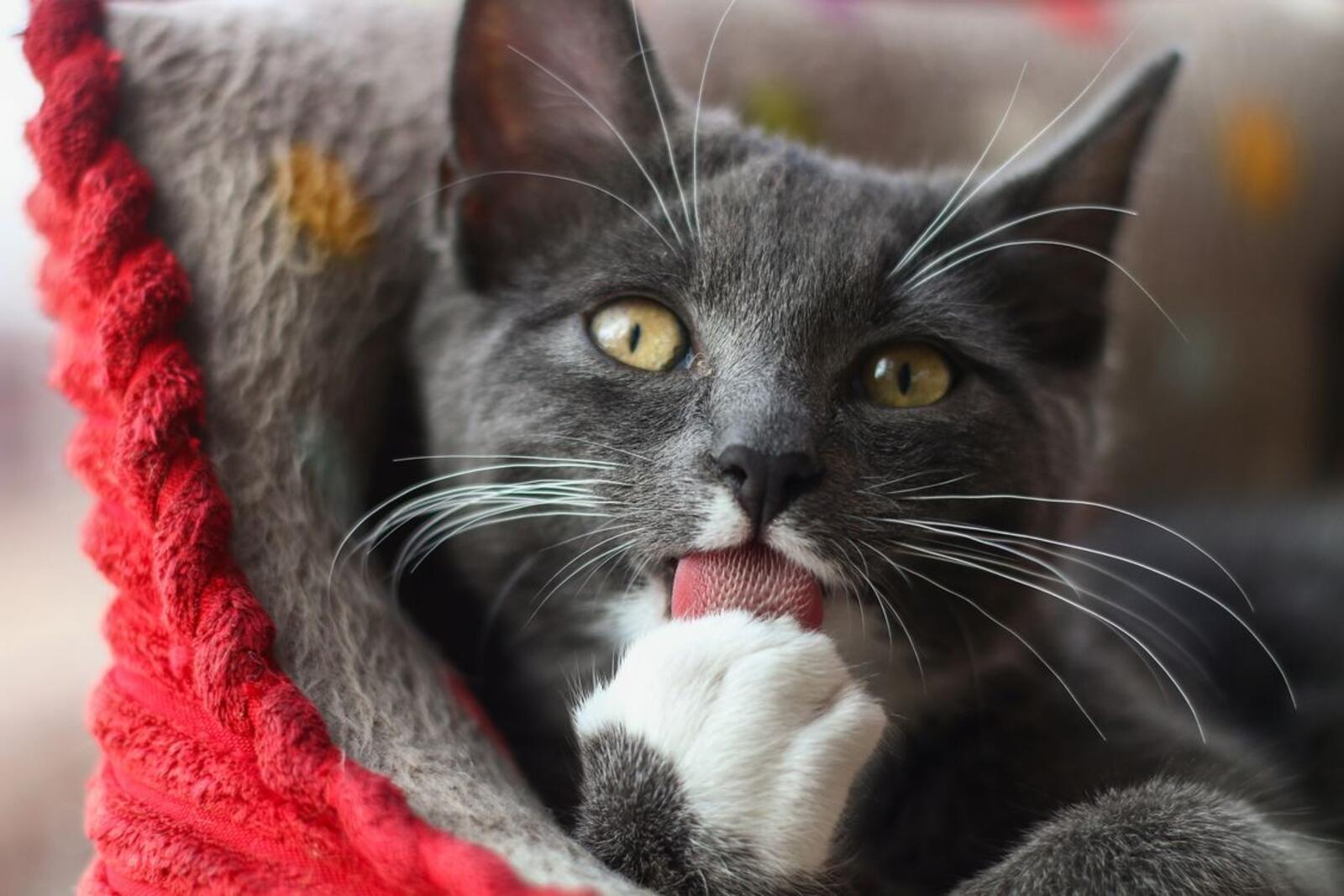 Wallpapers licks paw cat animals on the desktop