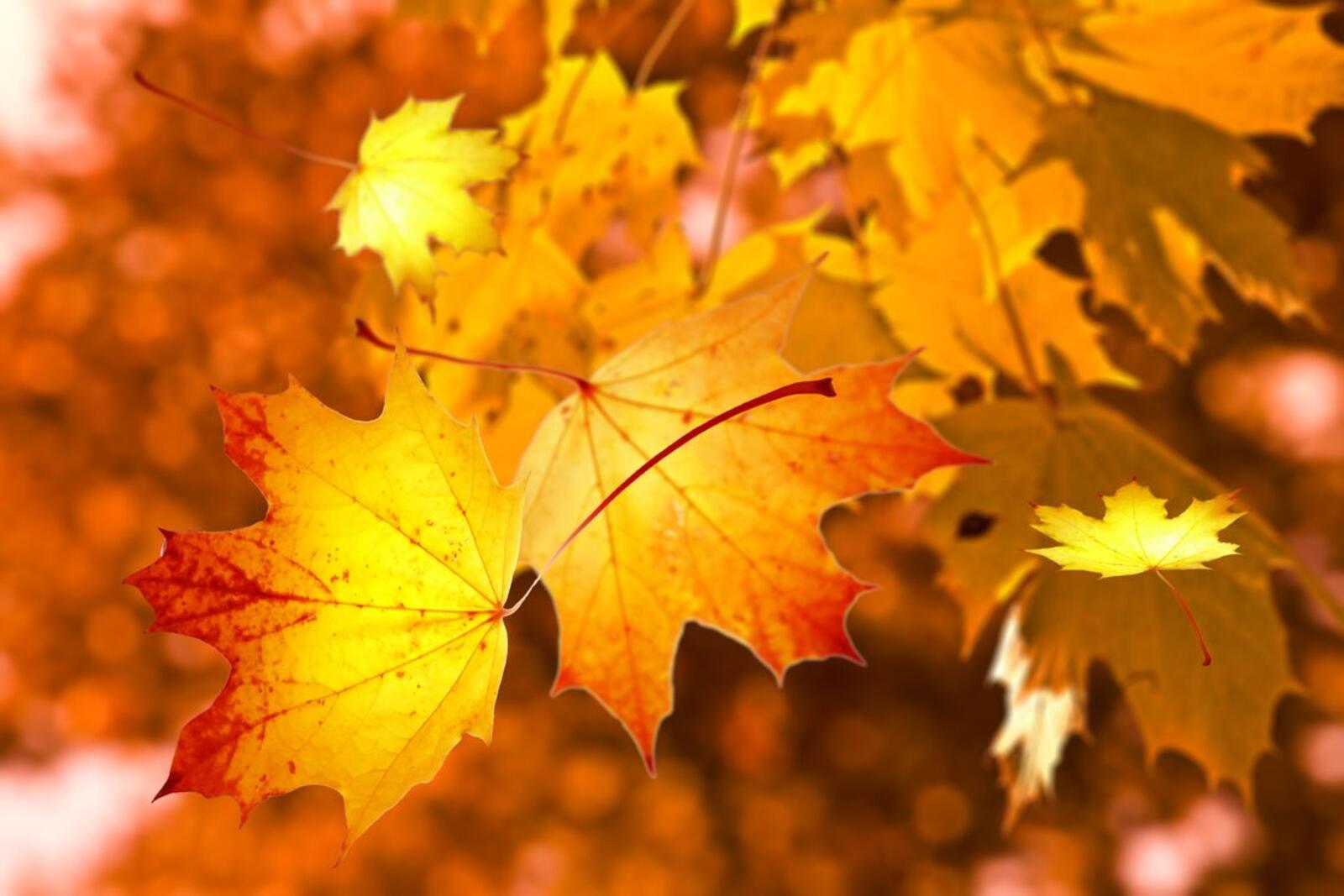 Wallpapers Autumn leaves nature on the desktop