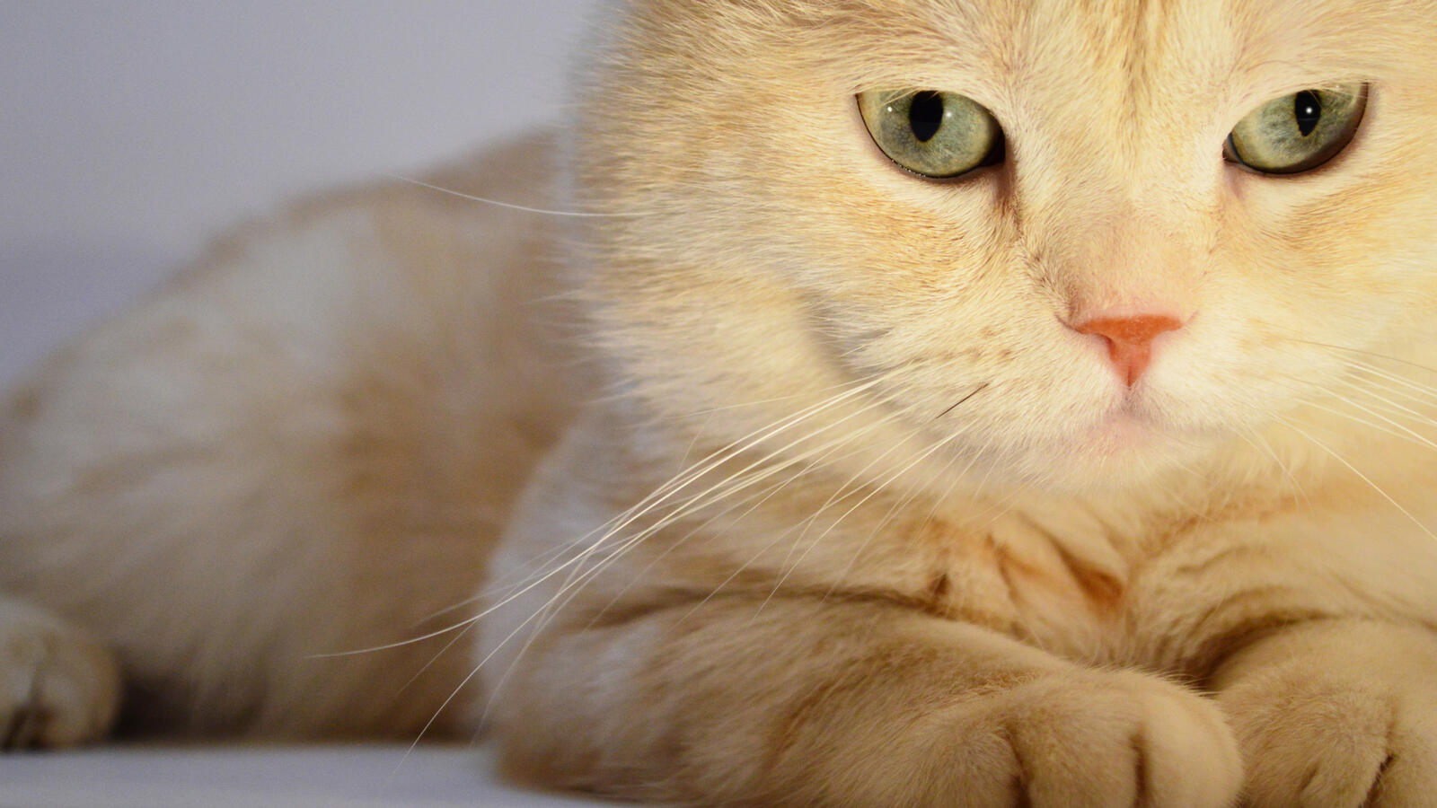 桌面上的壁纸猫咪壁纸 红发 眼睛