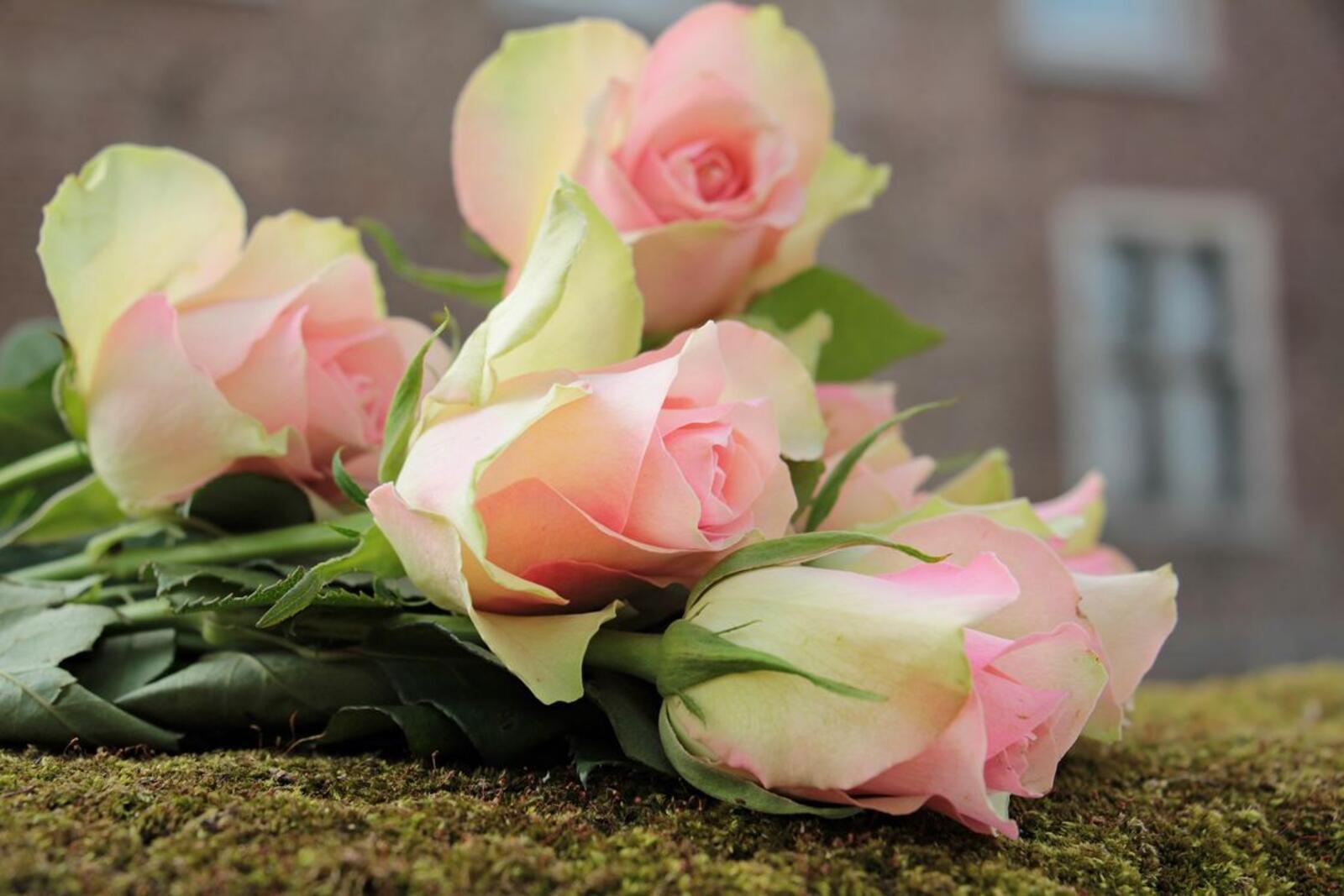 Обои розы букет цветные розы на рабочий стол