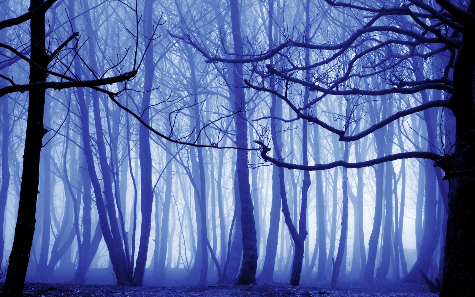Обои туман лес стволы деревьев на рабочий стол