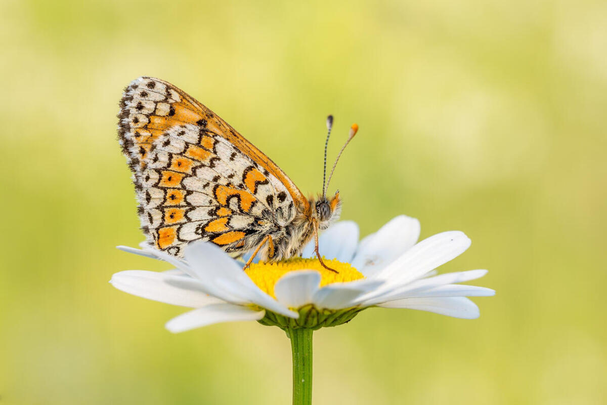 A butterfly sits on a daisy