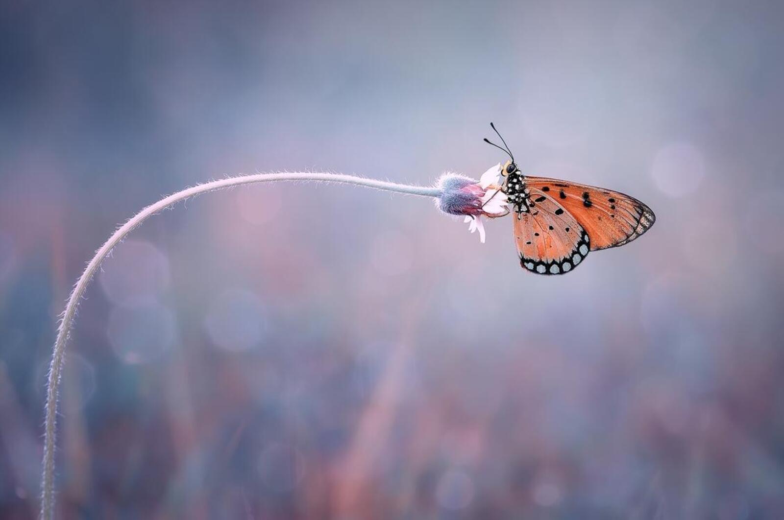 Wallpapers wallpaper butterfly insects plant on the desktop