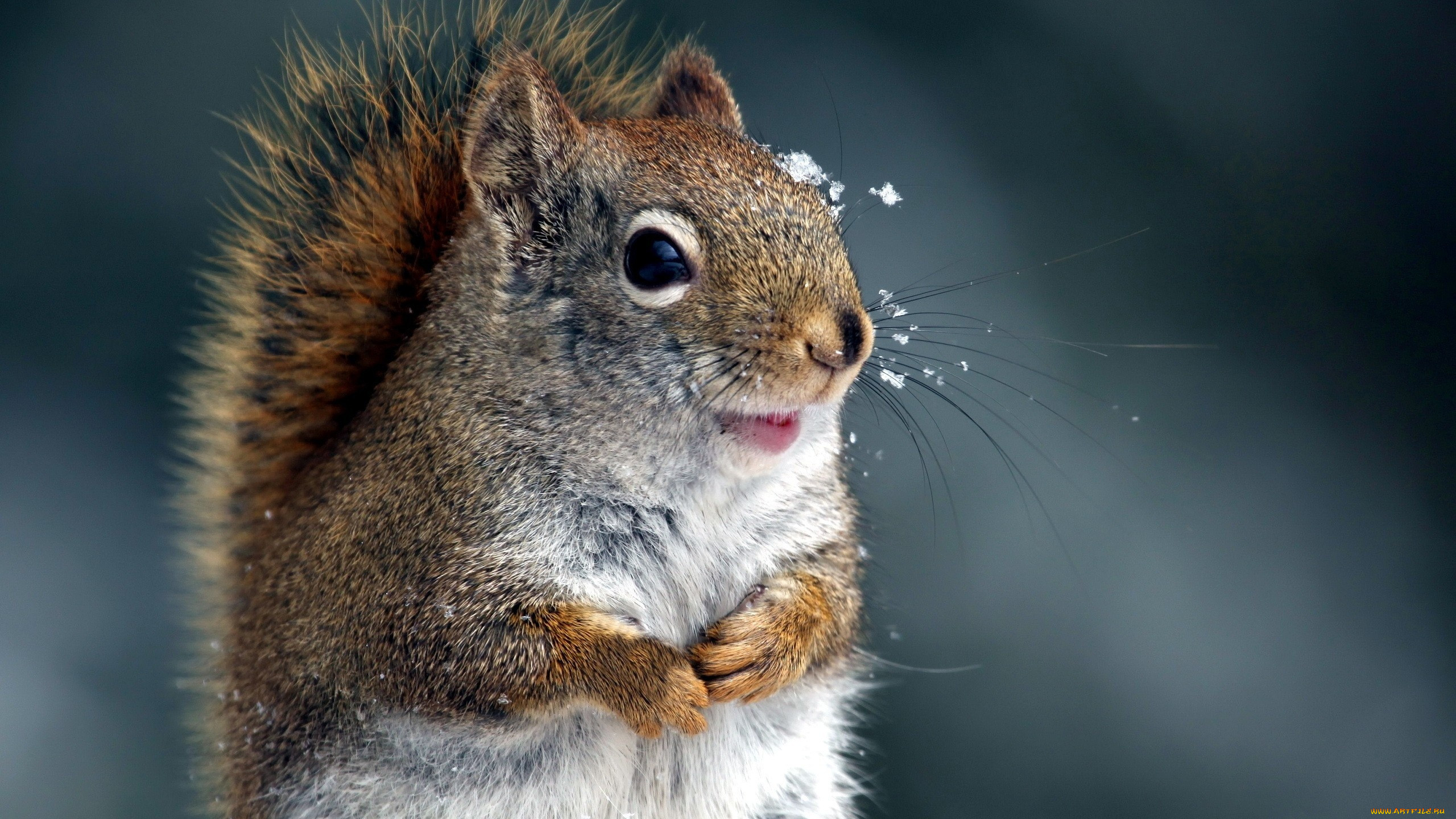 Free photo Squirrel with snowflakes on his head
