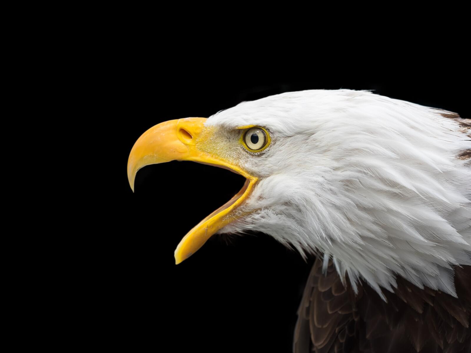Wallpapers bald eagle eagle bird on the desktop