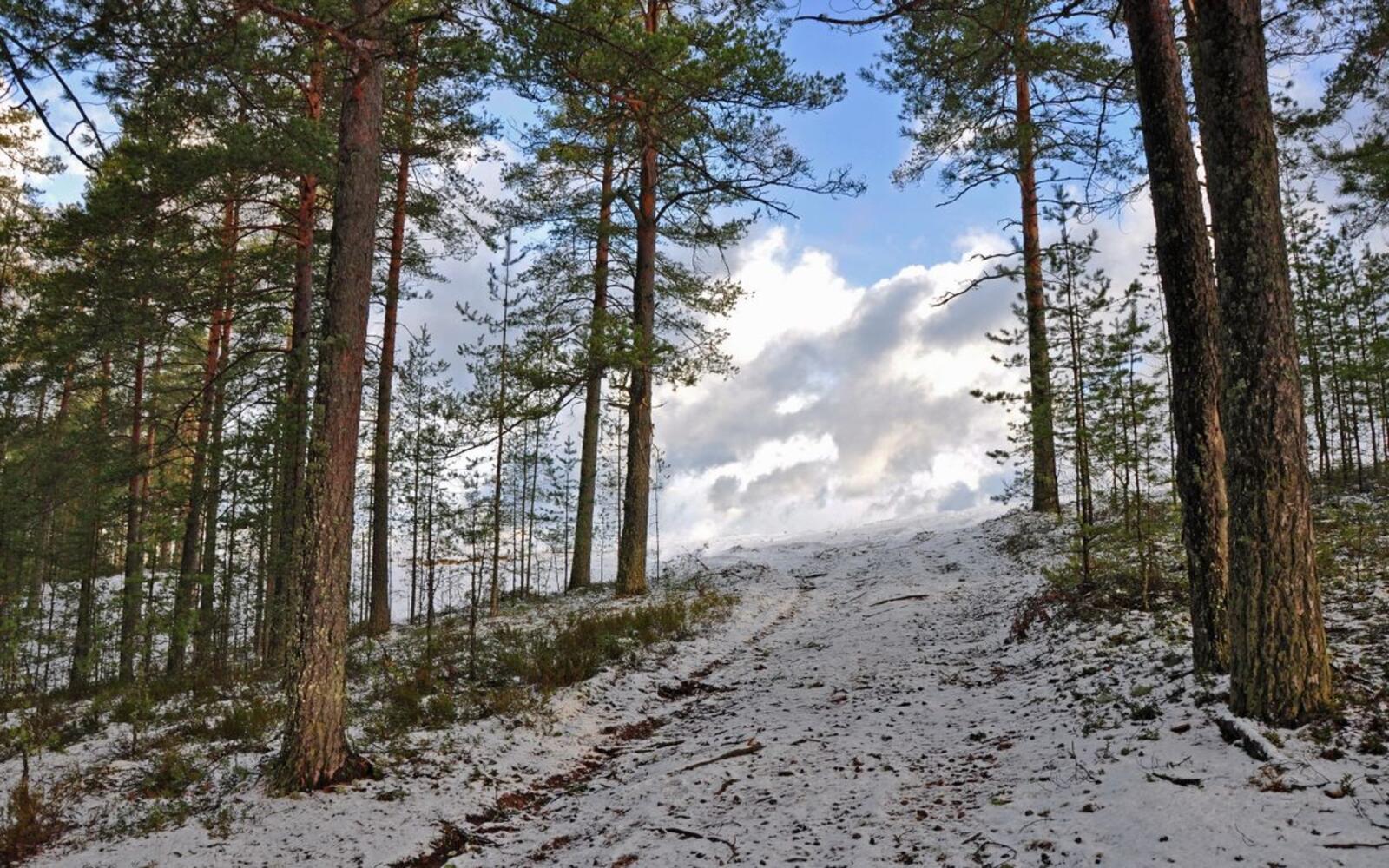 Бесплатное фото Первый снег на холме в хвойном лесу