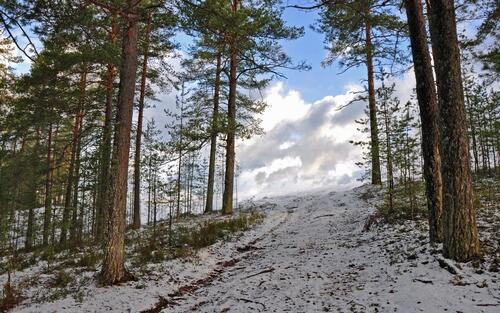 The first snow on a hill in a coniferous forest