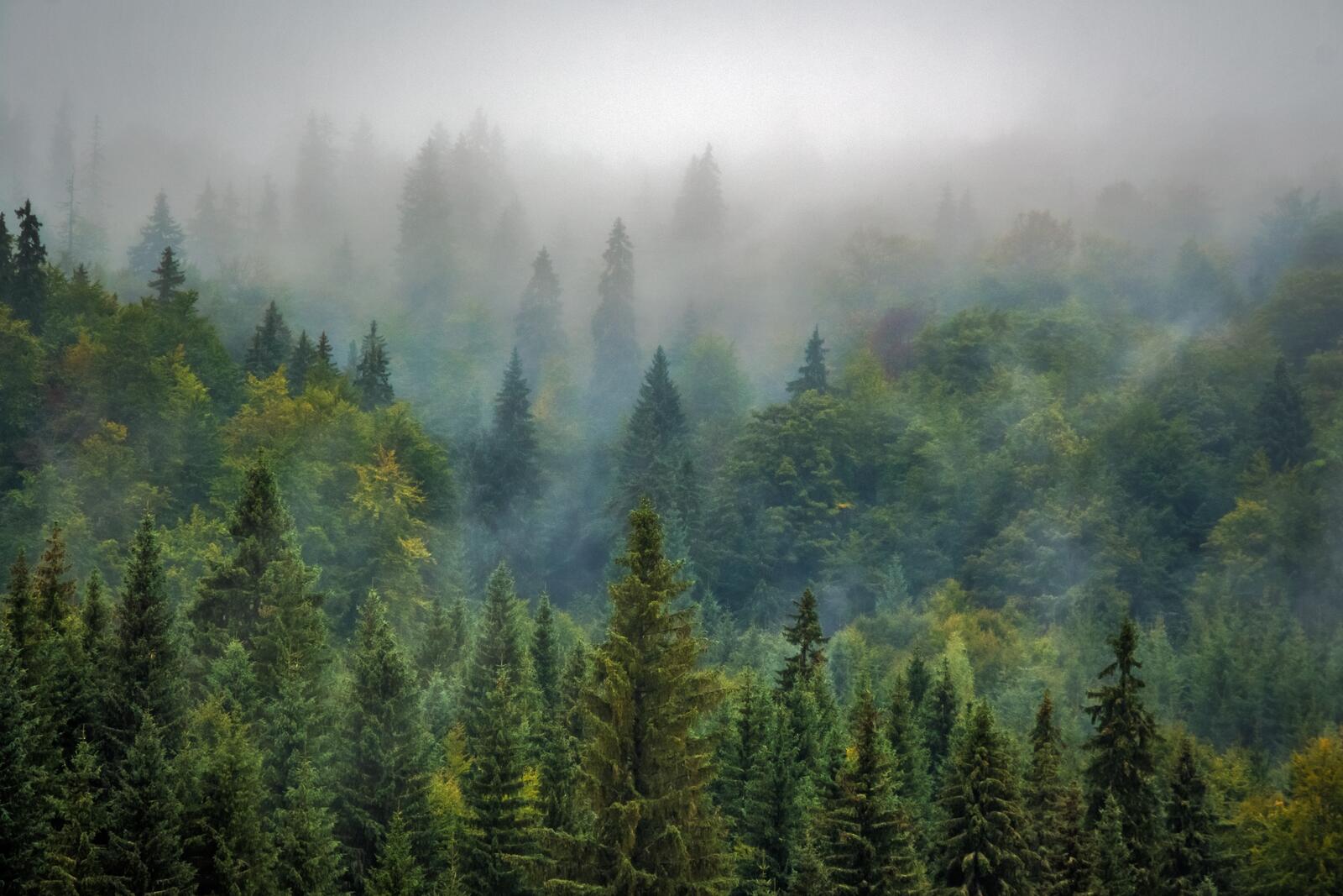 Wallpapers landscapes temperate coniferous forest landscape on the desktop