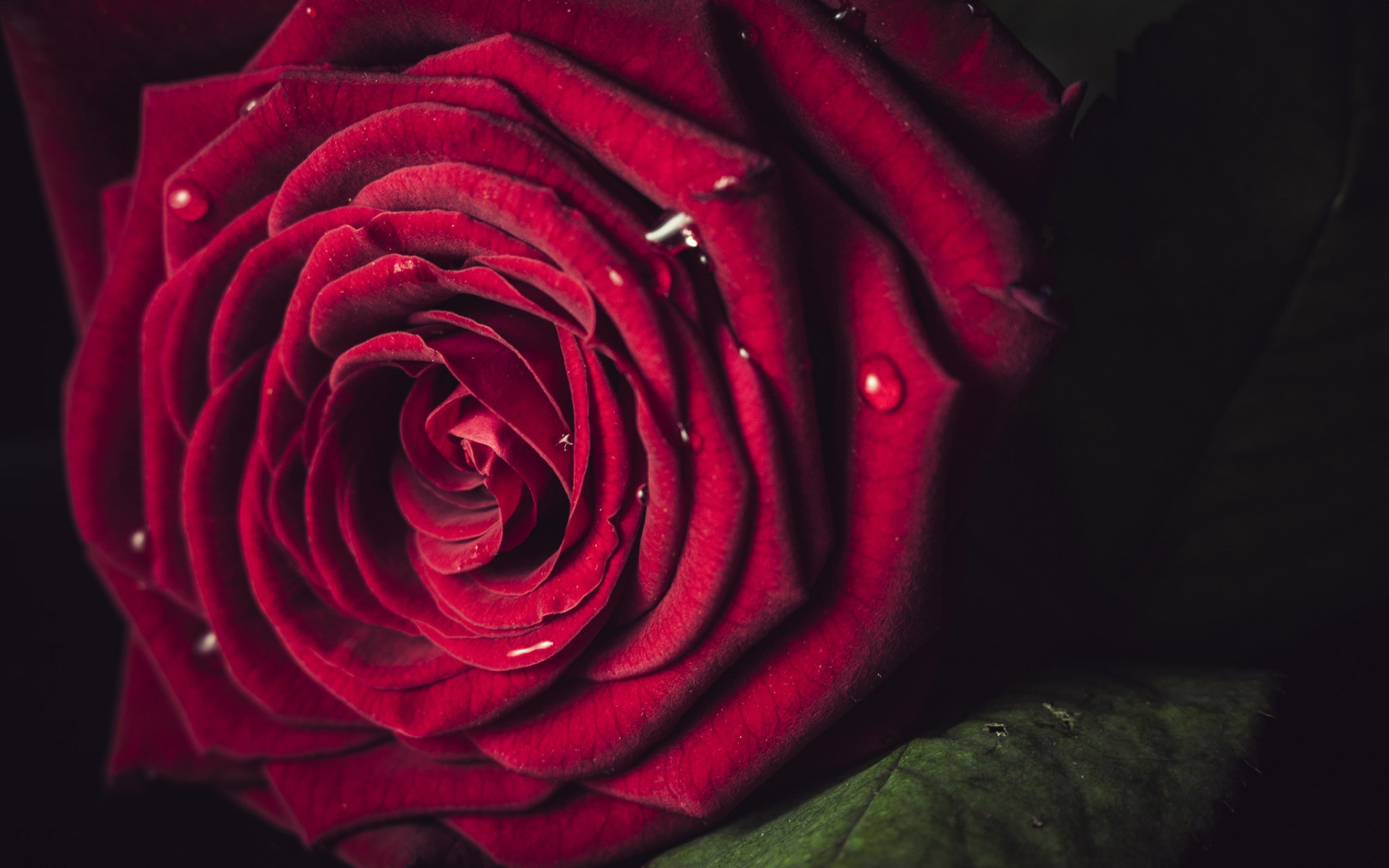 Обои обои красная роза лепестки капли дождя на рабочий стол