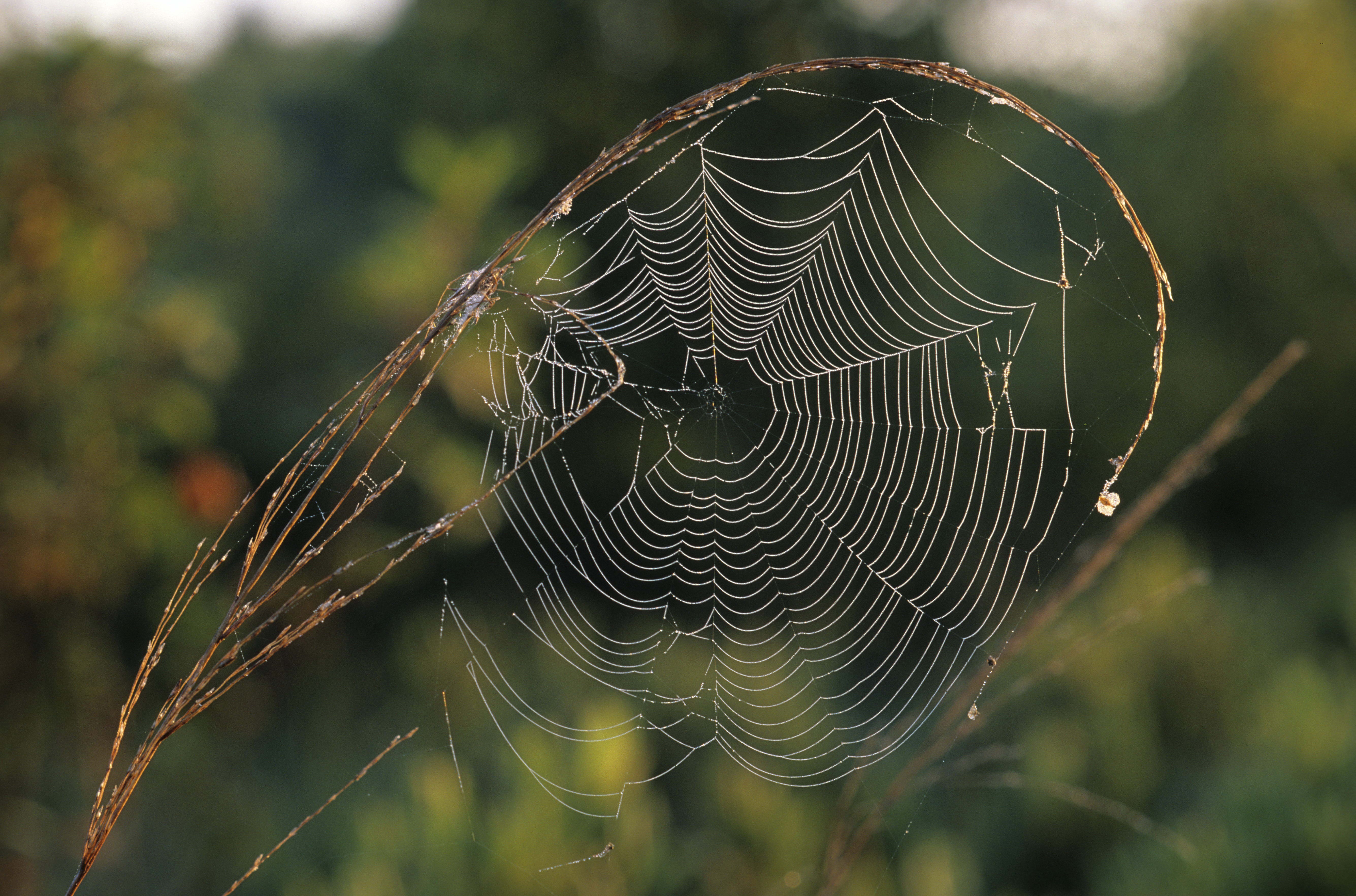 Ловчая сеть паука крестовика
