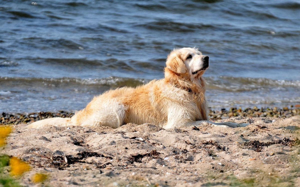 一只湿漉漉的拉布拉多犬躺在河岸上