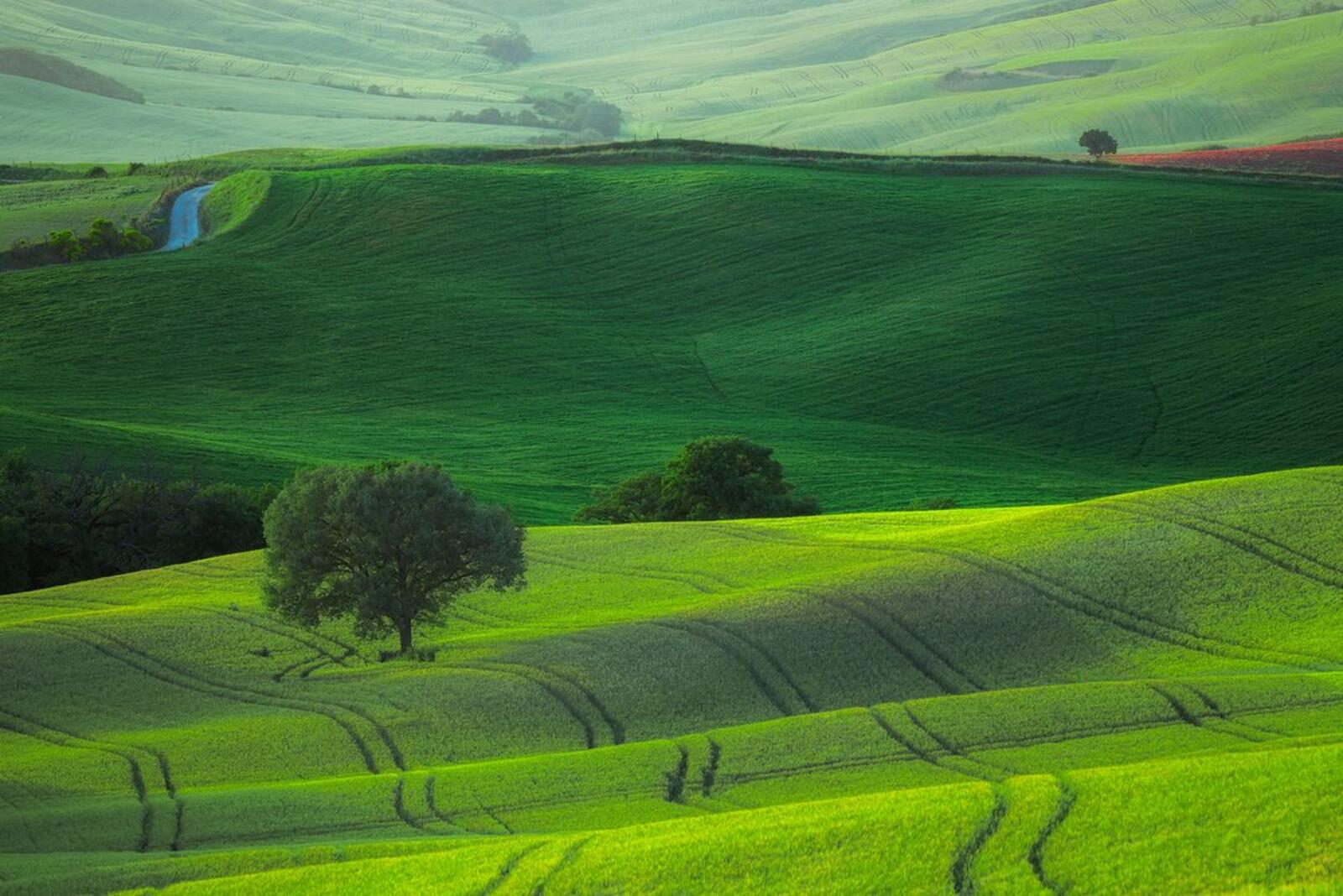 Wallpapers field Tuscany landscape on the desktop